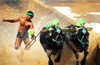 Bantwal : Hundreds of enthusiasts witness Veera-Vikrama Jodukare Kambala